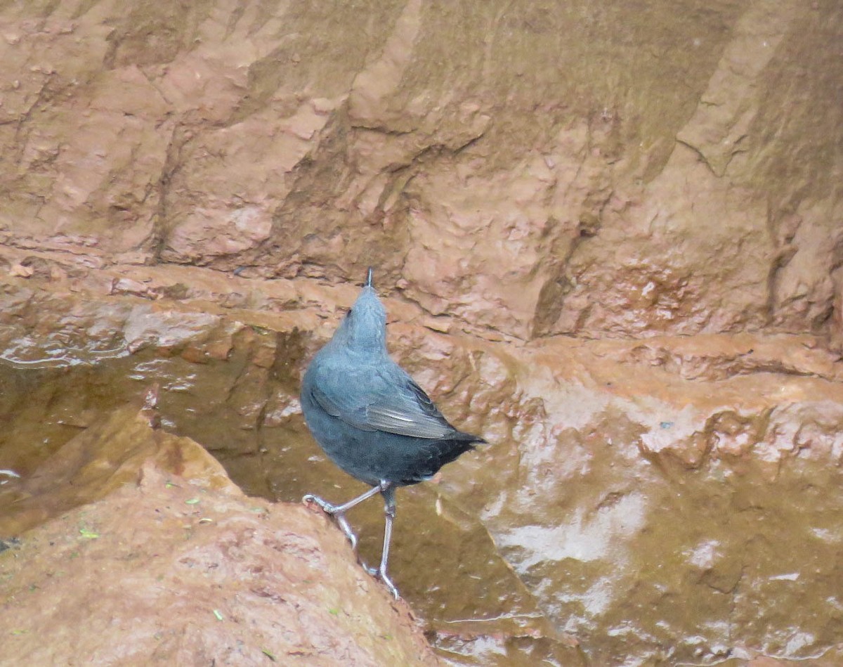 Rufous-throated Dipper - Numa Nazar