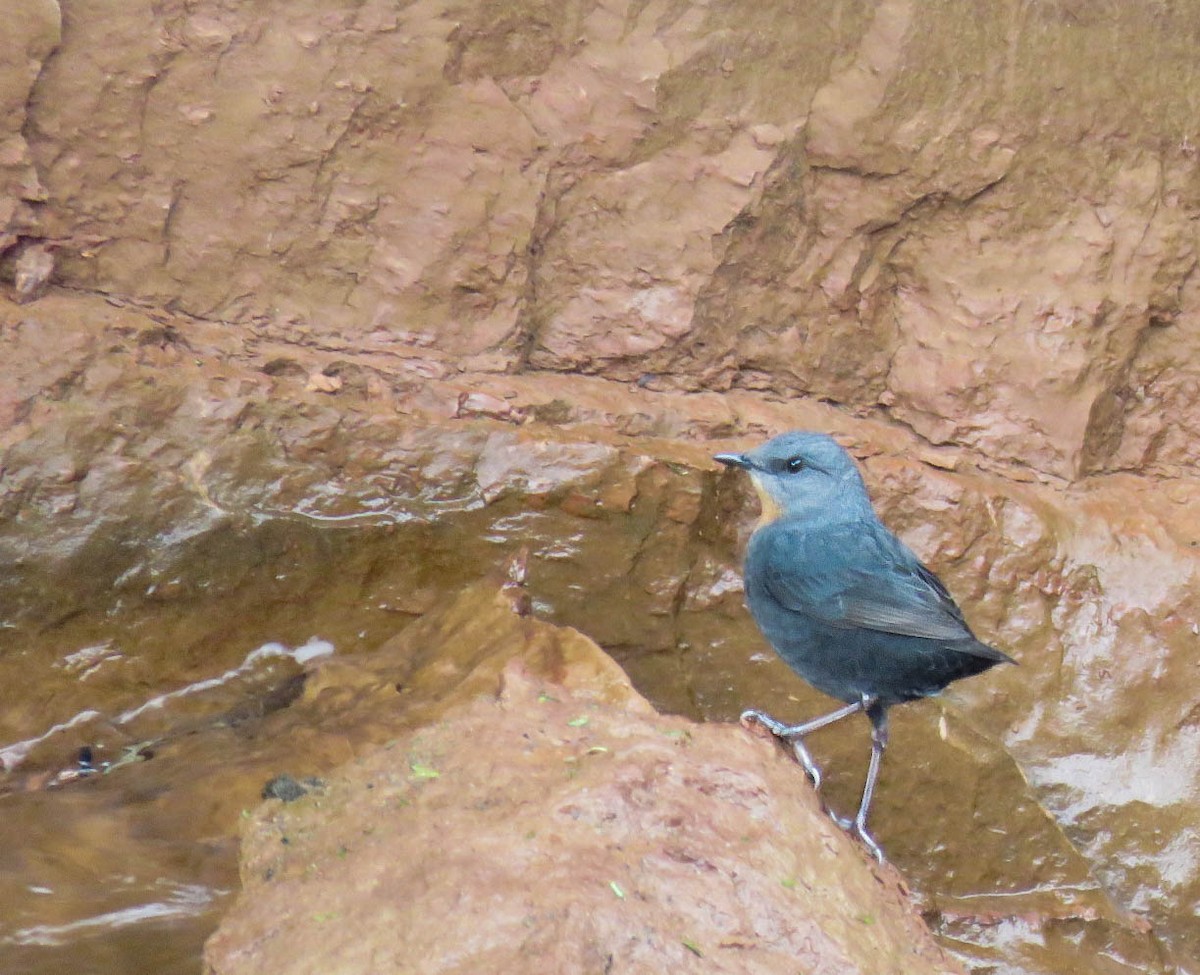 Rufous-throated Dipper - Numa Nazar