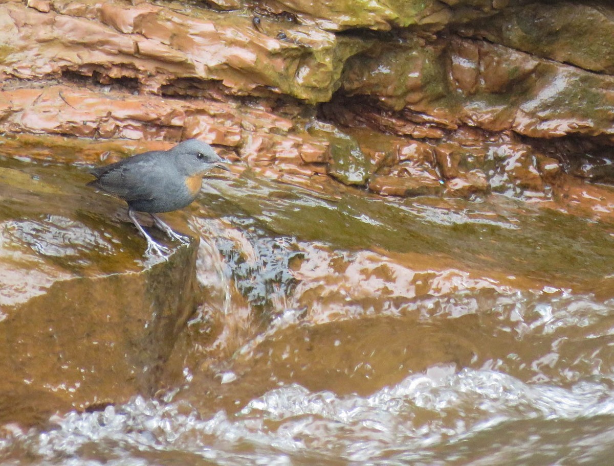 Rufous-throated Dipper - Numa Nazar