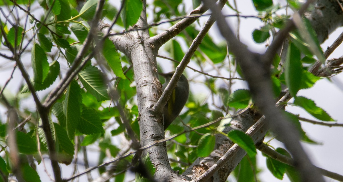 Golden-winged Warbler - ML618983800