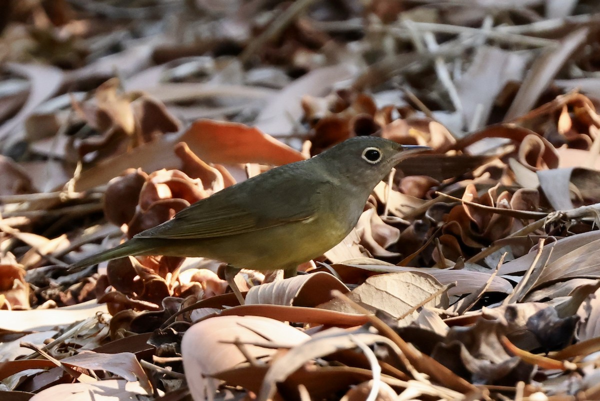 Connecticut Warbler - Alice Church