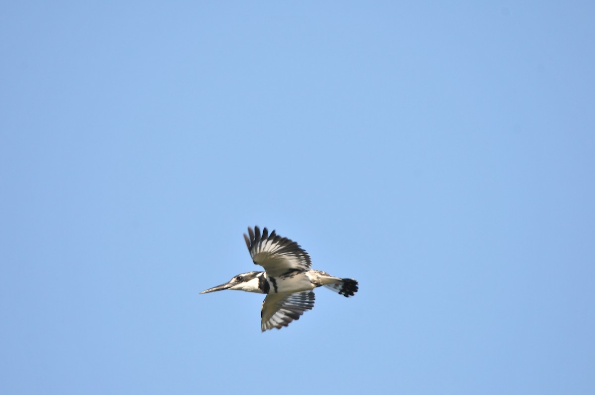 Pied Kingfisher - Dominic More O’Ferrall