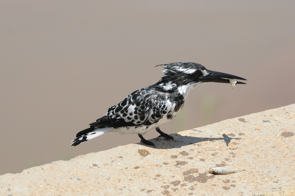Pied Kingfisher - Dominic More O’Ferrall