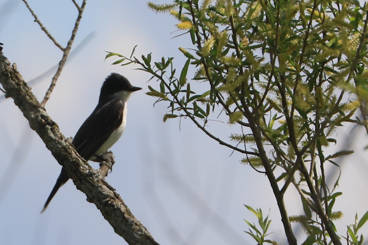 Eastern Kingbird - Jennifer Allison