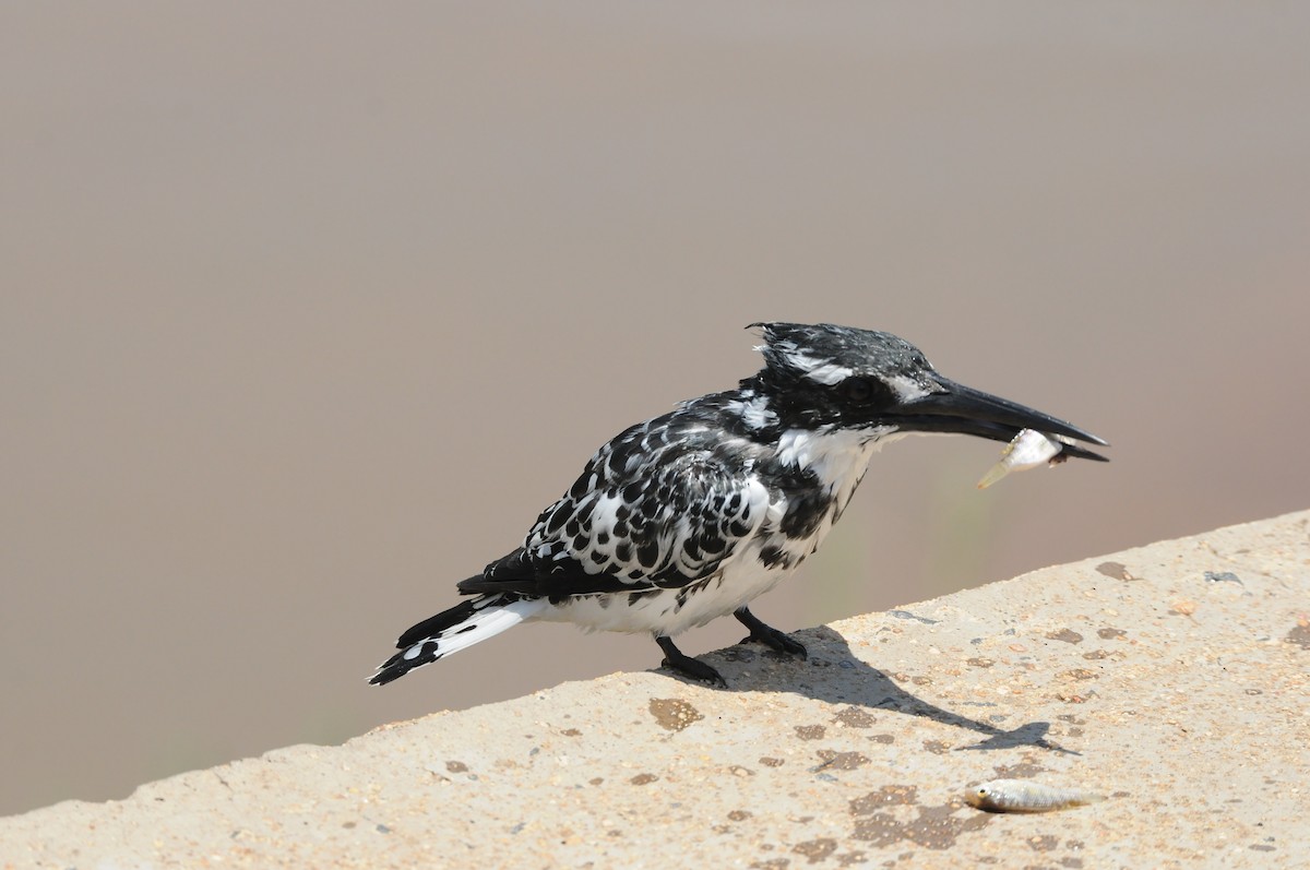 Pied Kingfisher - Dominic More O’Ferrall