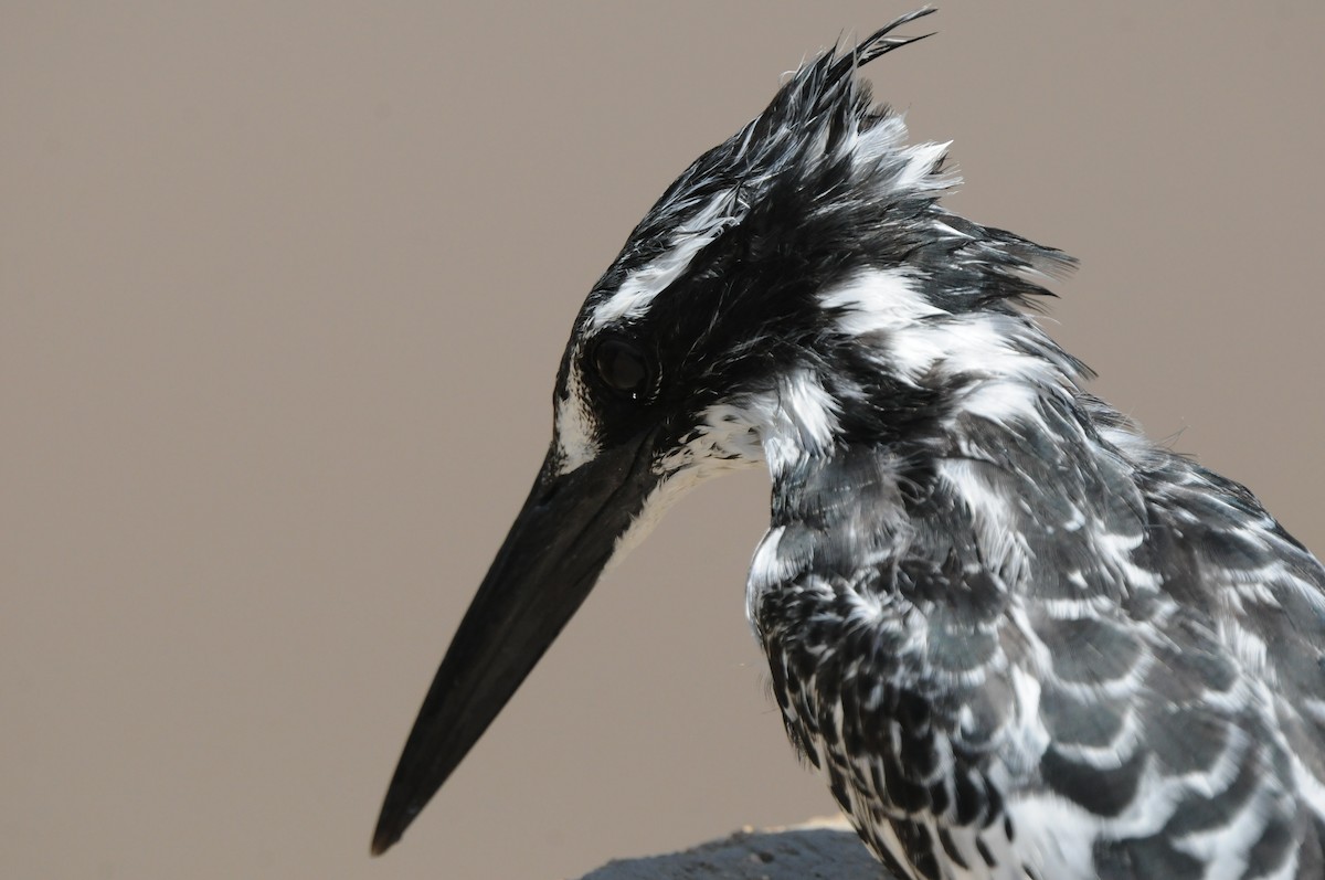 Pied Kingfisher - Dominic More O’Ferrall