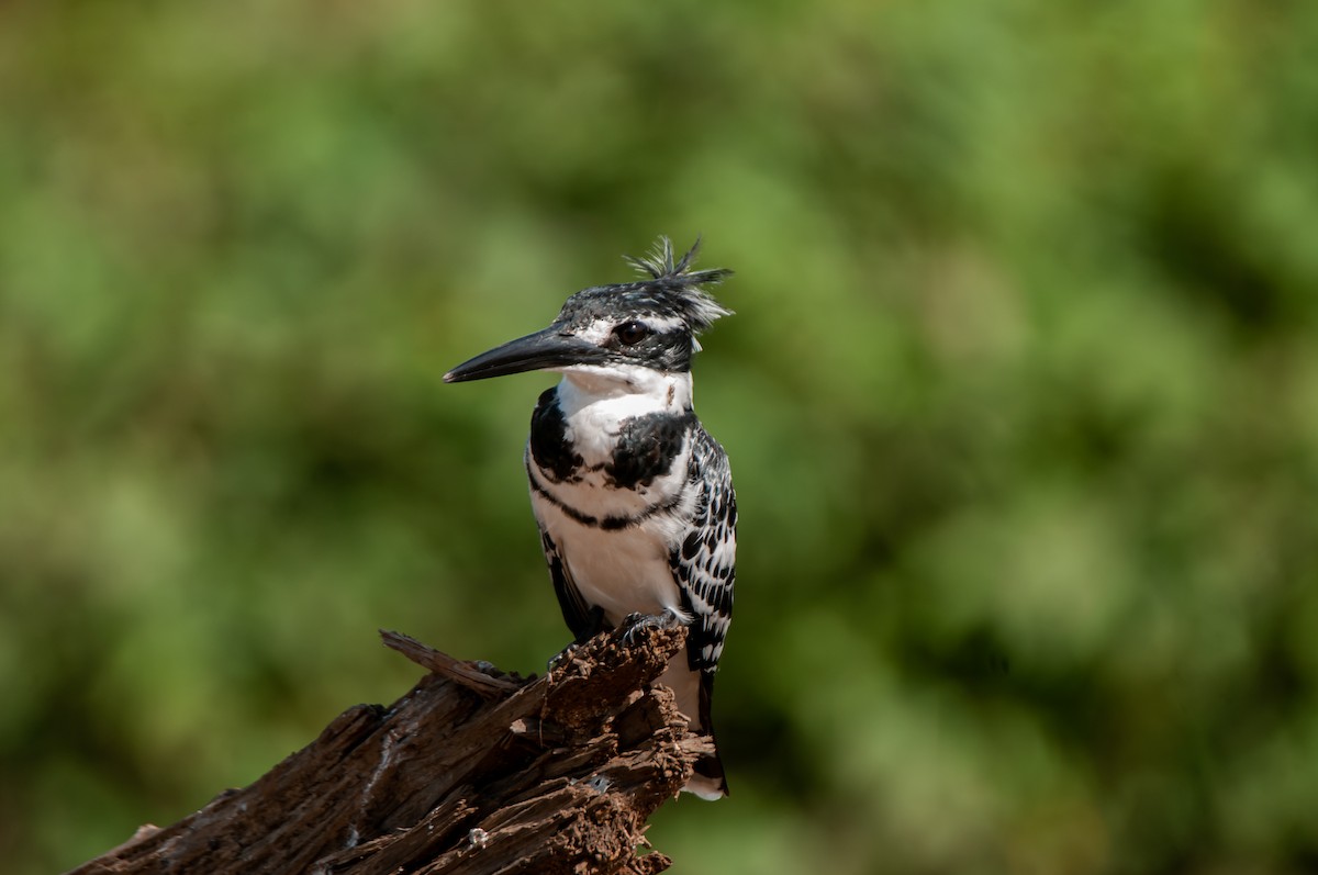 Pied Kingfisher - Dominic More O’Ferrall