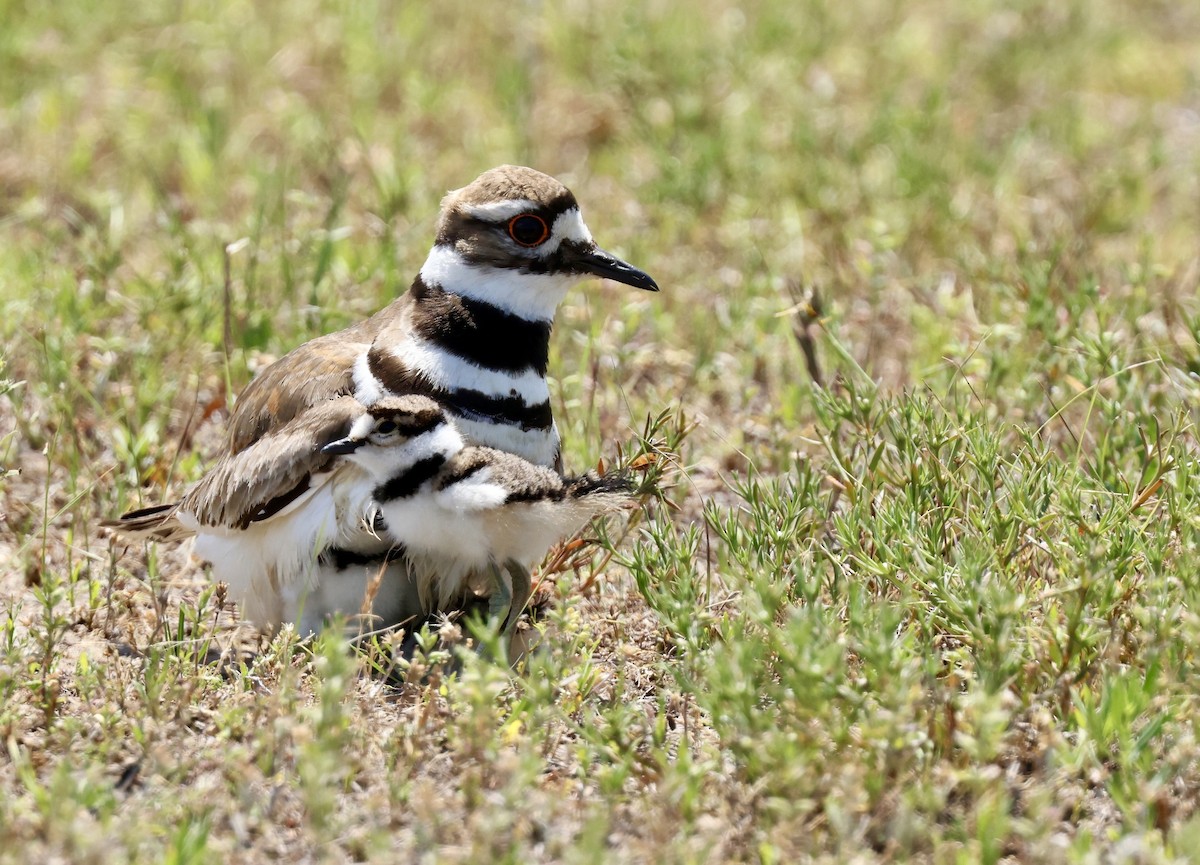 Killdeer - Grace Simms  🐦‍⬛