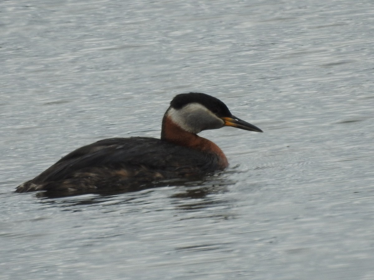 Red-necked Grebe - Richard Lepage