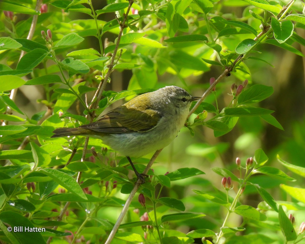 Tennessee Warbler - ML618983872