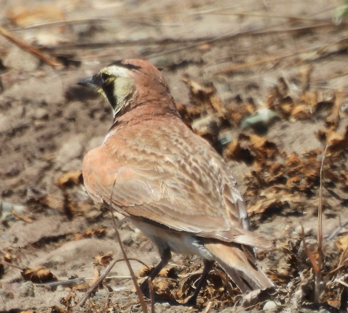 Horned Lark - Derek Heins