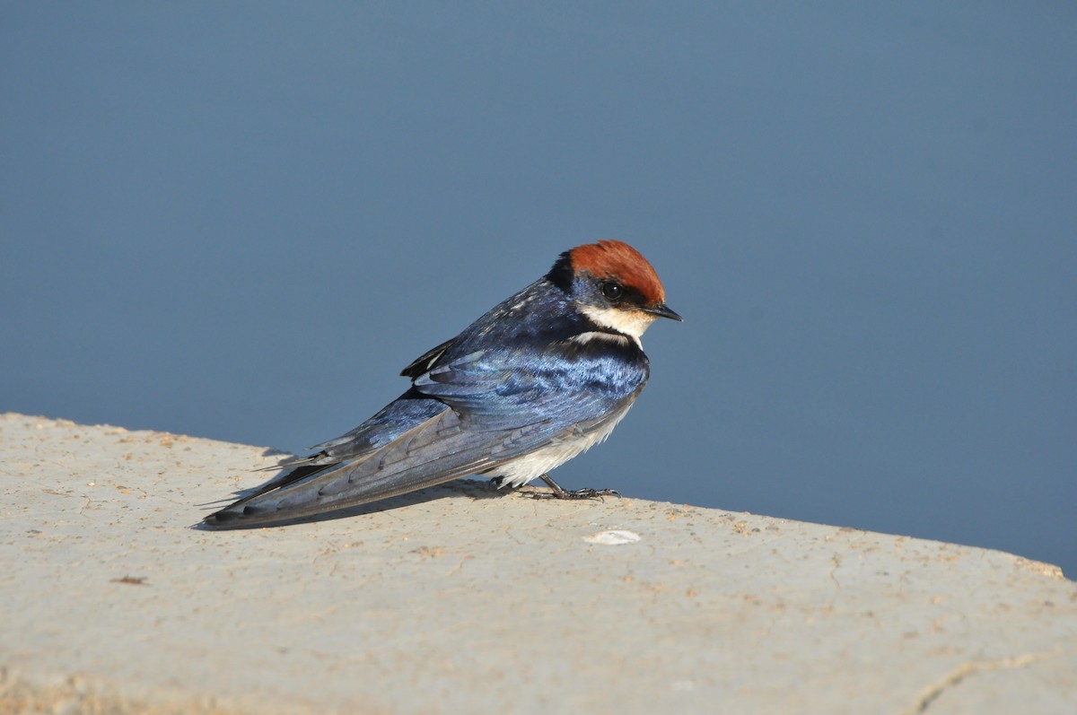 Wire-tailed Swallow - Dominic More O’Ferrall