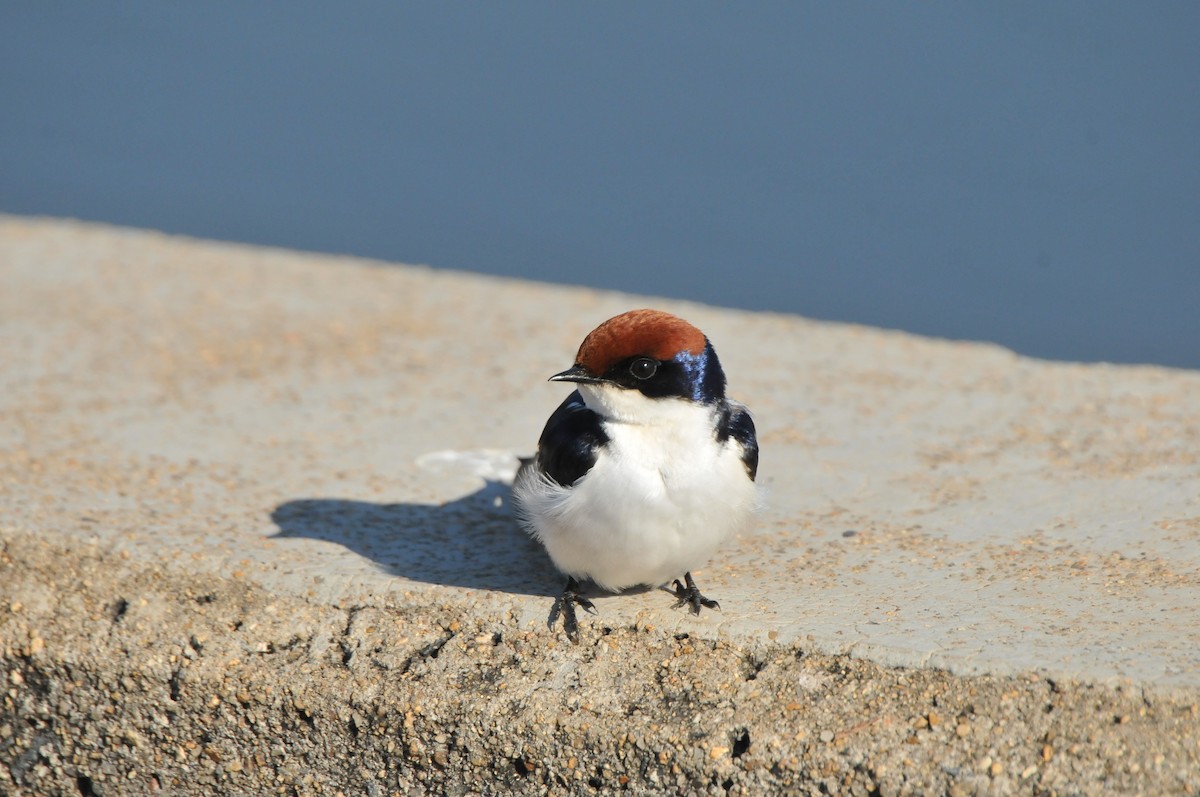 Wire-tailed Swallow - Dominic More O’Ferrall