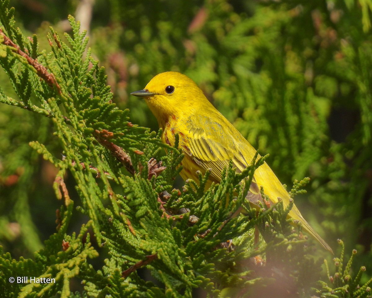 Yellow Warbler - ML618983899