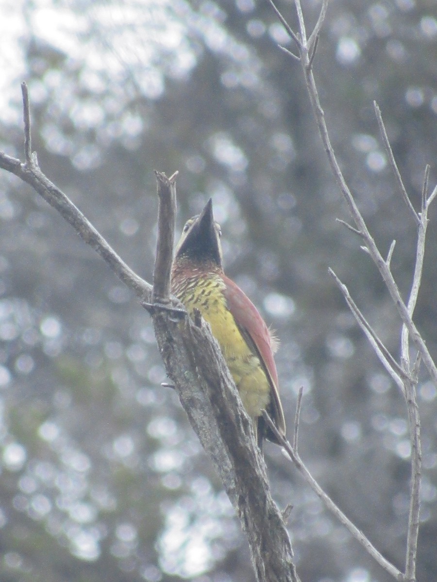 Crimson-mantled Woodpecker - Alcibíades Escárraga Saavedra