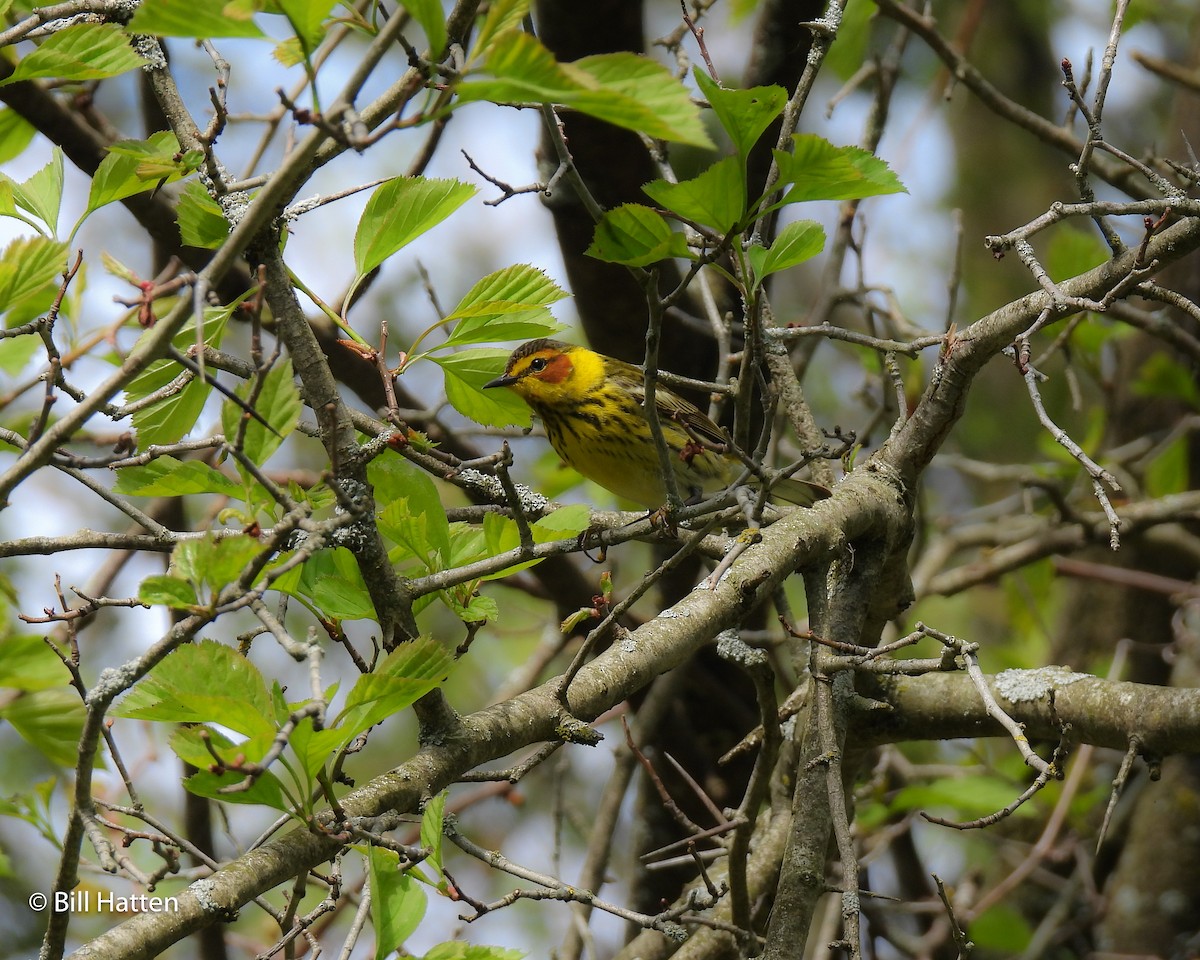 Cape May Warbler - ML618983933