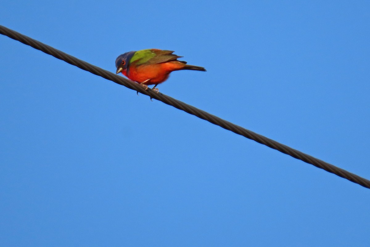 Painted Bunting - ML618983944