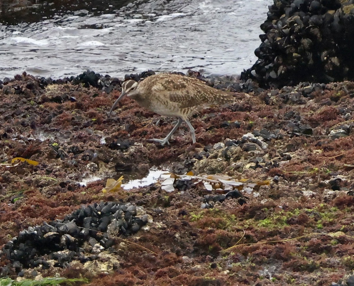 Whimbrel - Carolyn Thiele