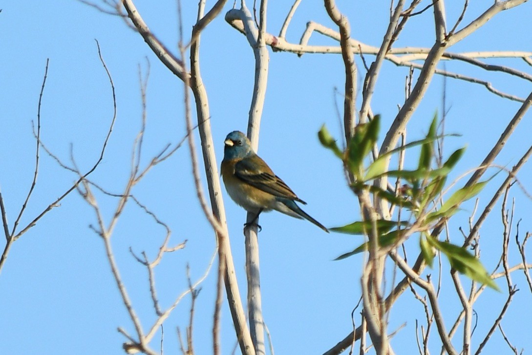 Lazuli Bunting - Andrew Hovey