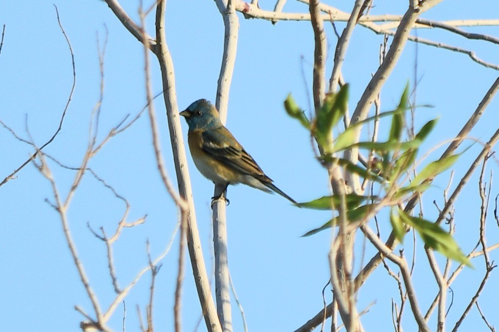 Lazuli Bunting - Andrew Hovey