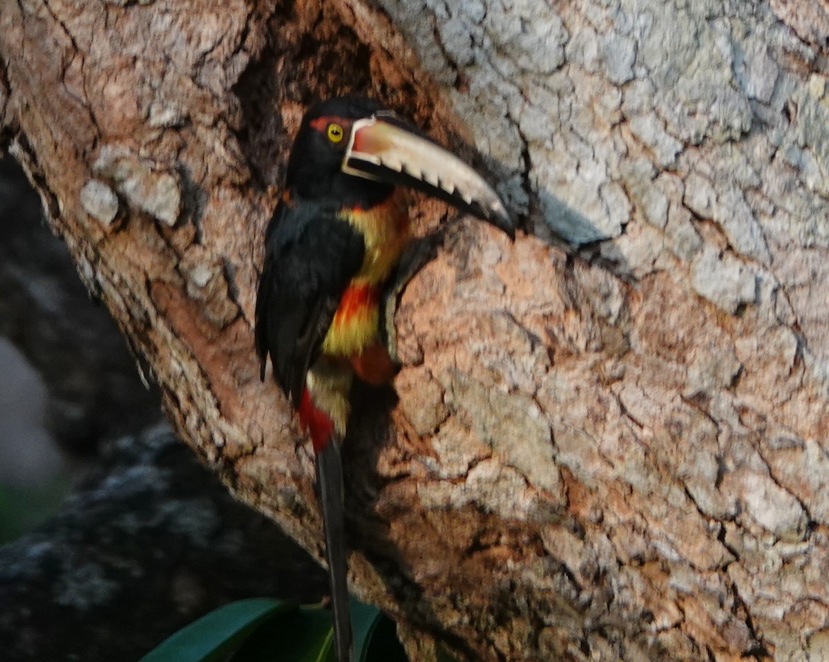 Collared Aracari - ML618984011