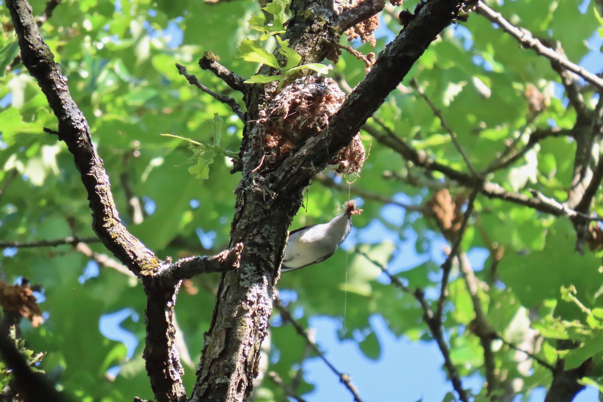 Blue-gray Gnatcatcher - ML618984024