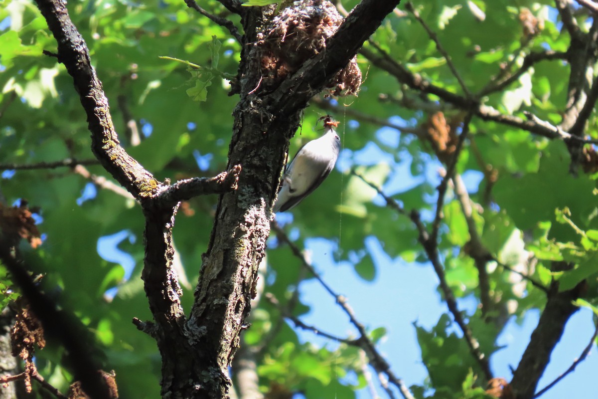 Blue-gray Gnatcatcher - ML618984025