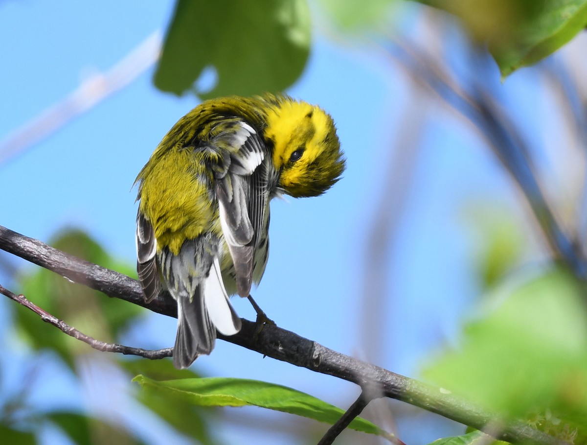 Black-throated Green Warbler - Joshua Vandermeulen