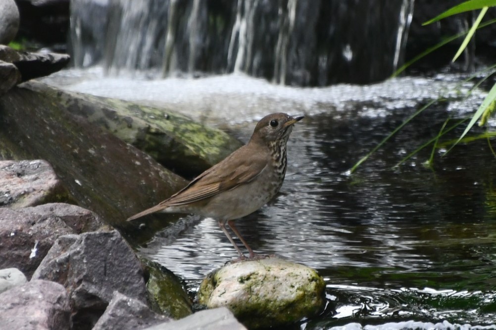 Gray-cheeked Thrush - Margie Gomez