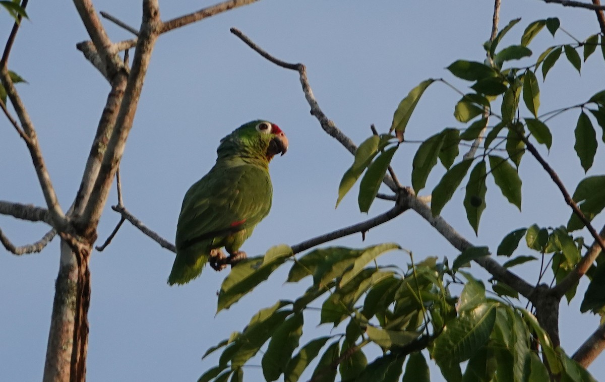 Red-lored Parrot - Billie Knight