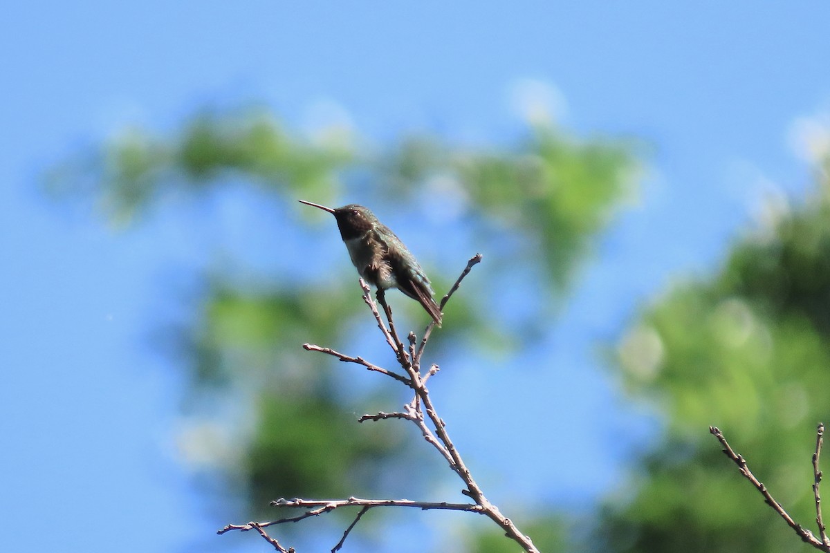 Ruby-throated Hummingbird - ML618984068