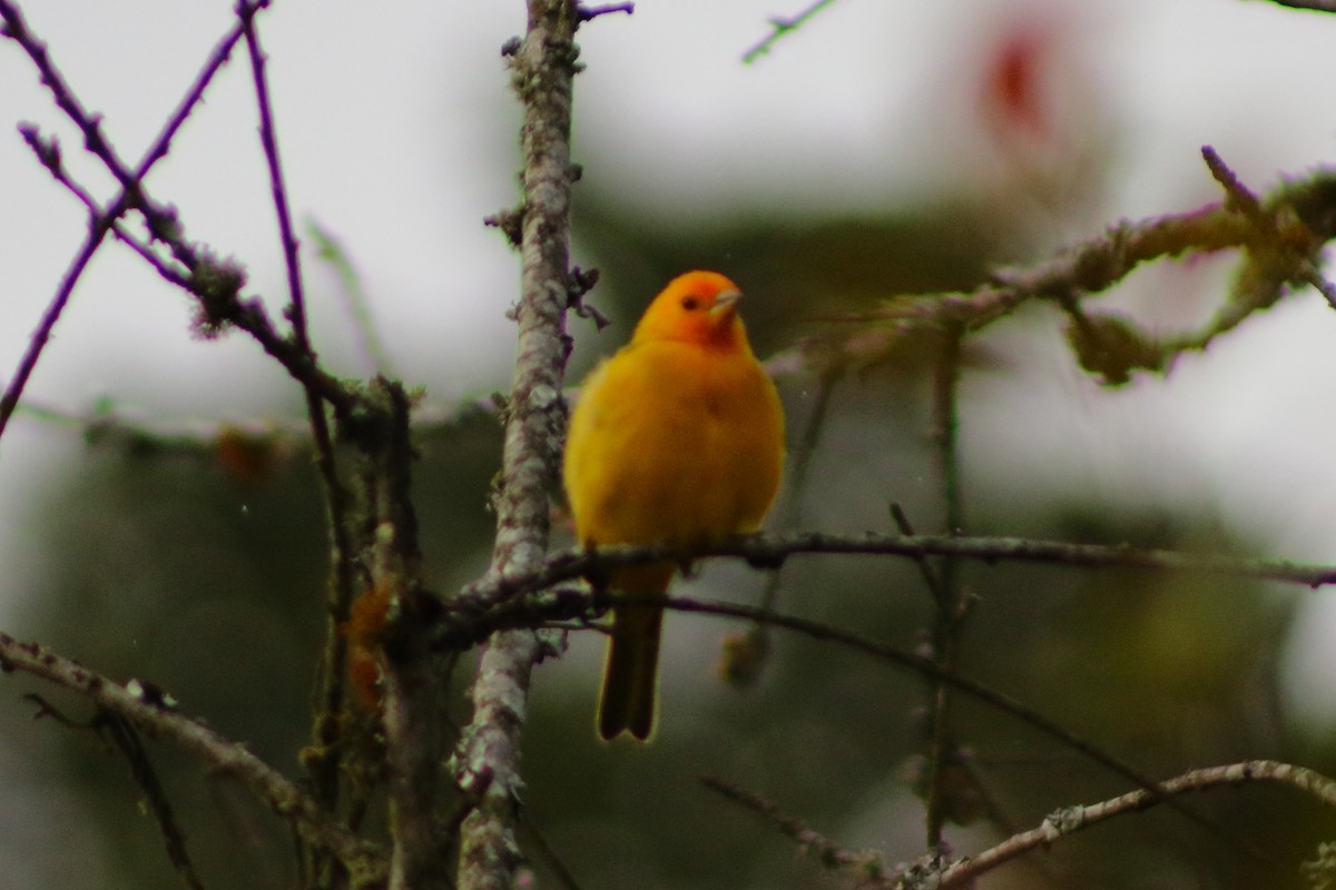 Saffron Finch - Daniel Dario Navarrete Orozco