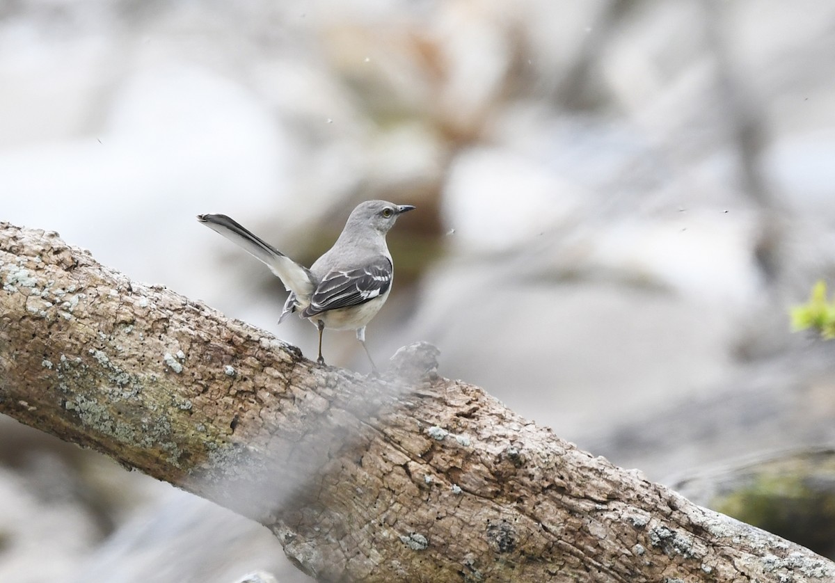 Northern Mockingbird - Joshua Vandermeulen