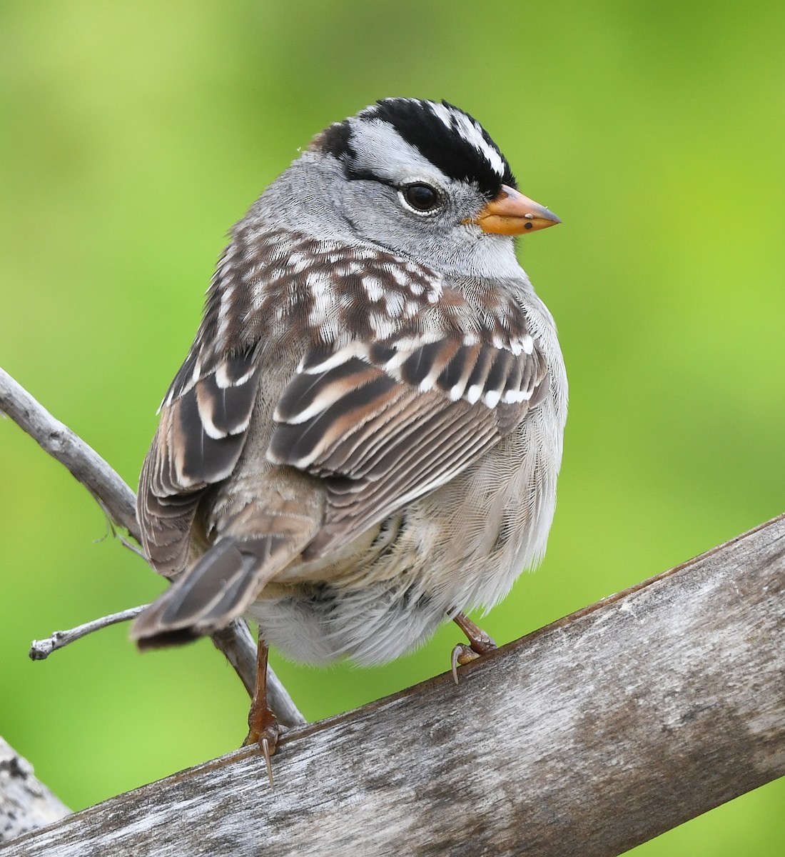 White-crowned Sparrow - Joshua Vandermeulen