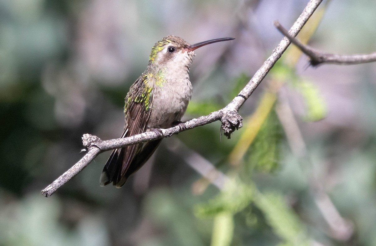 Broad-billed Hummingbird - ML618984093