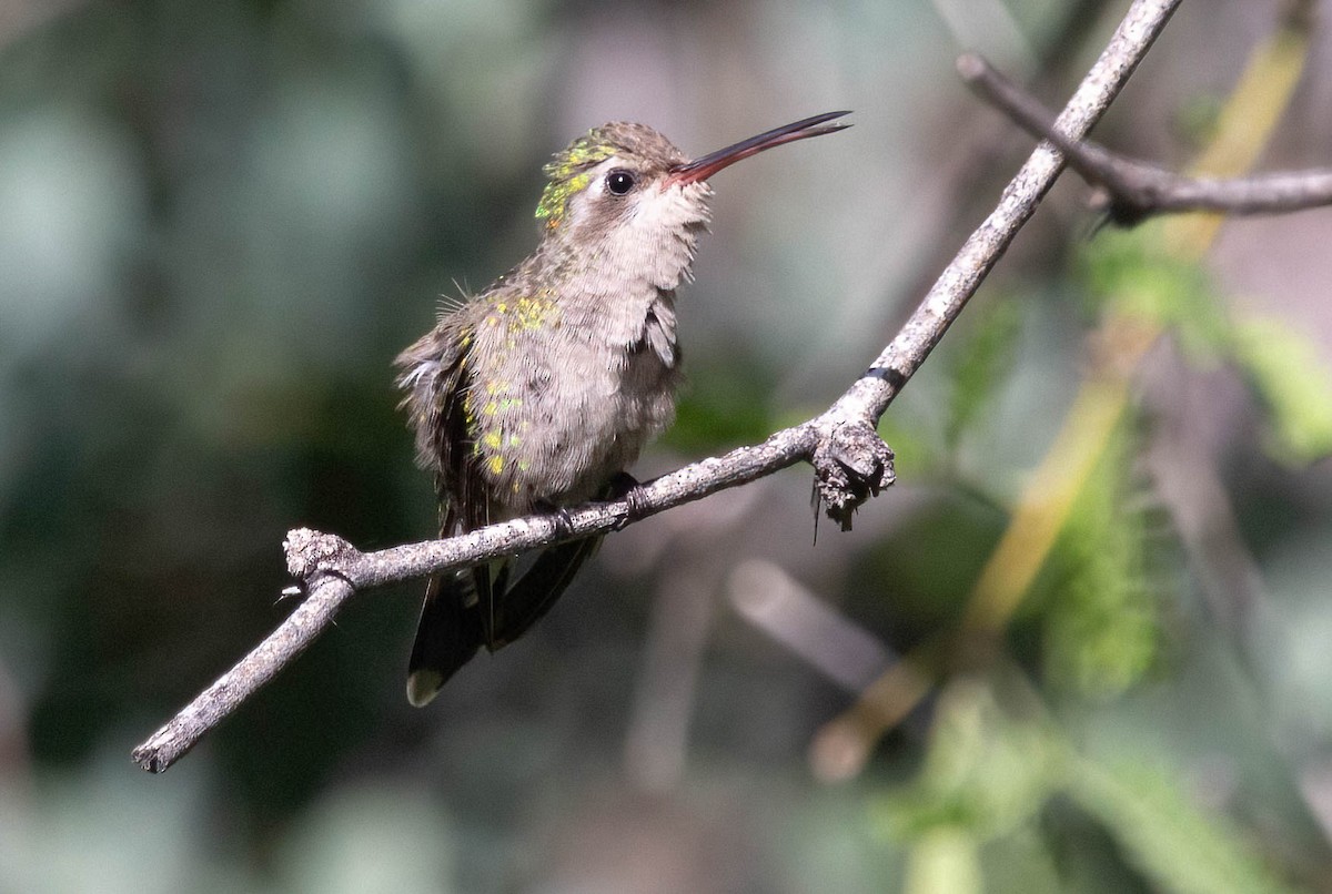 Broad-billed Hummingbird - John Scharpen