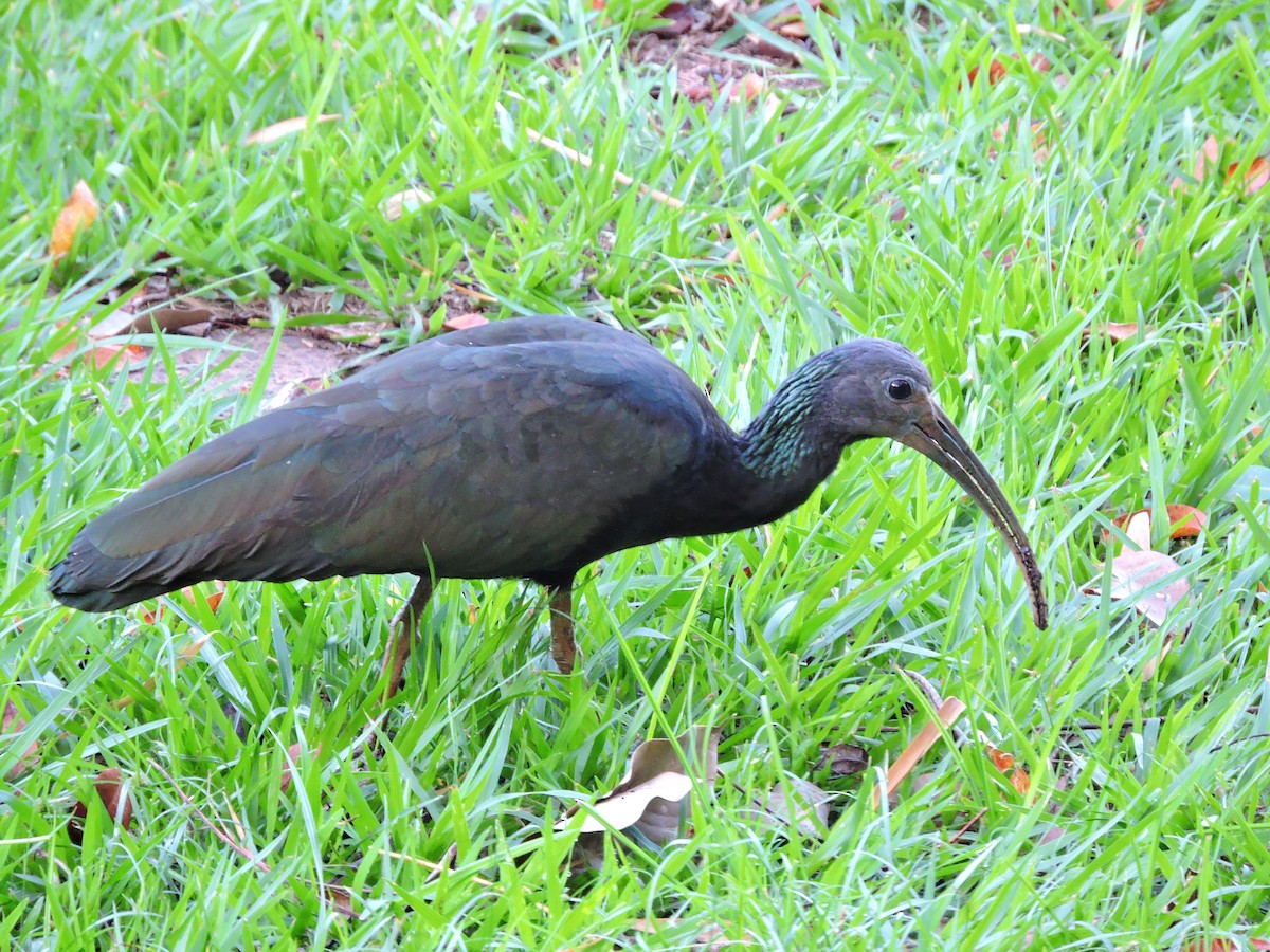 Green Ibis - Lucas Casanova