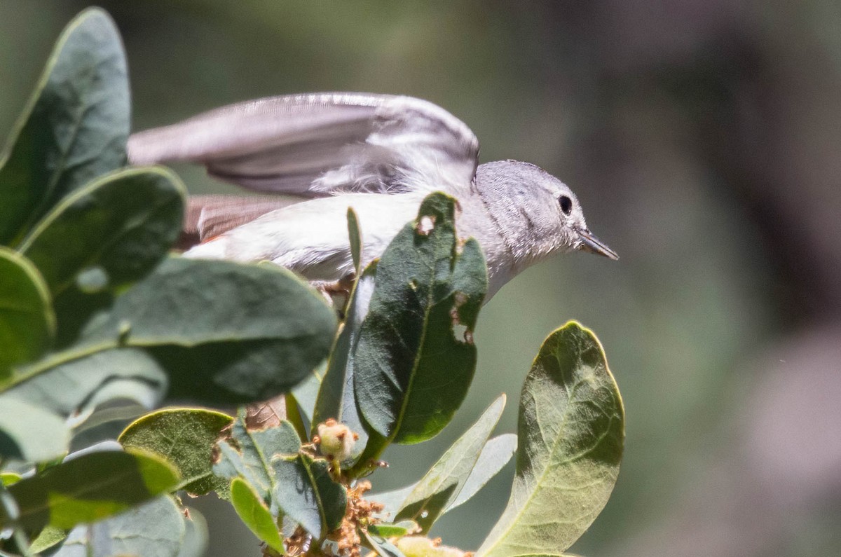 Lucy's Warbler - John Scharpen