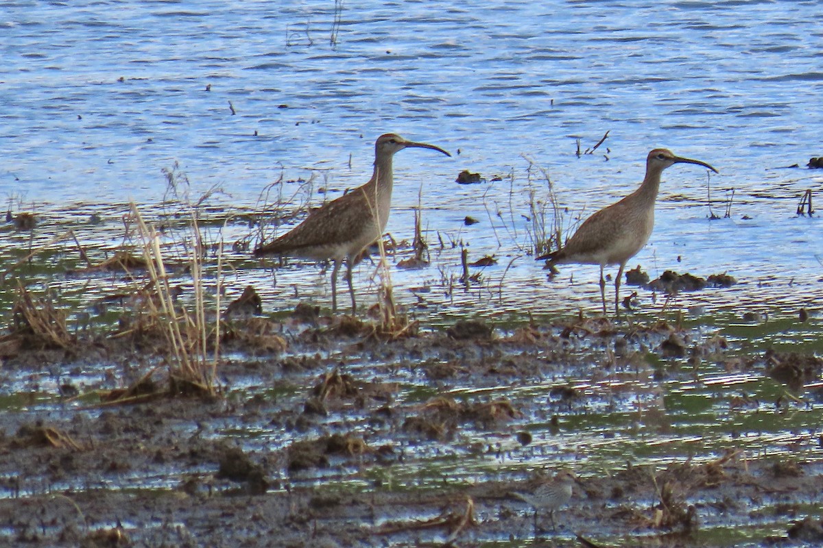 Regenbrachvogel - ML618984167