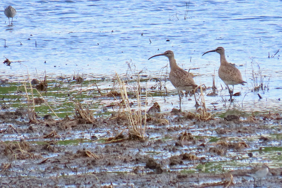 Whimbrel - ML618984168