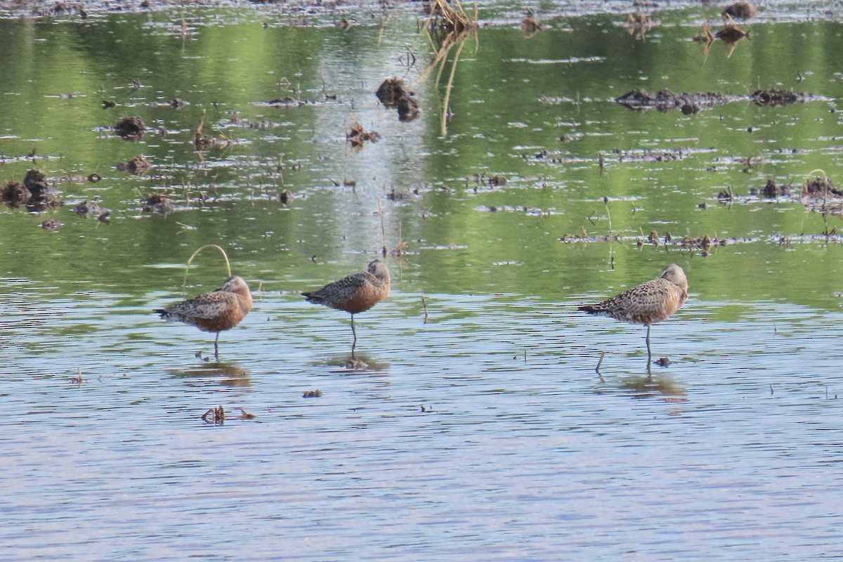 Hudsonian Godwit - ML618984178