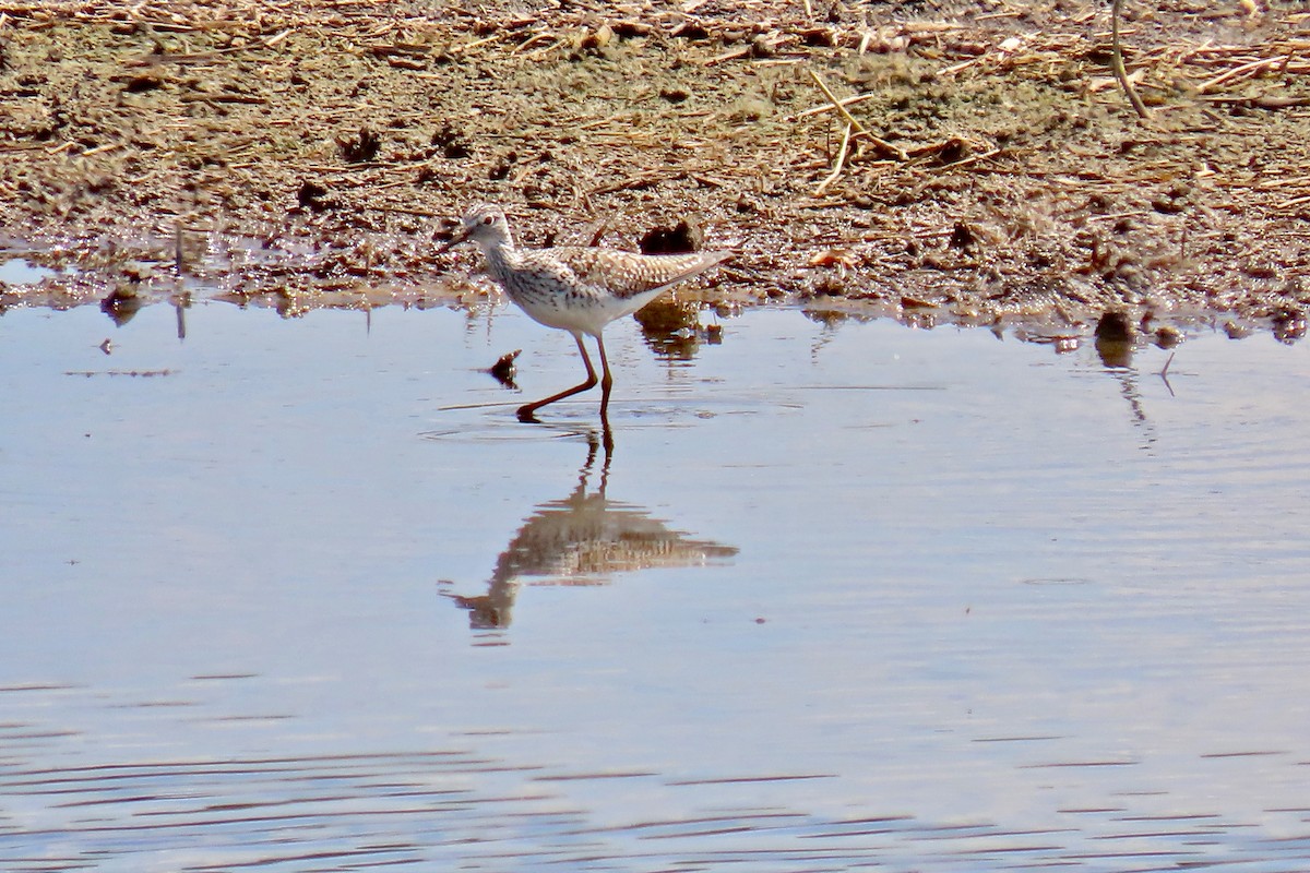 Lesser Yellowlegs - ML618984192