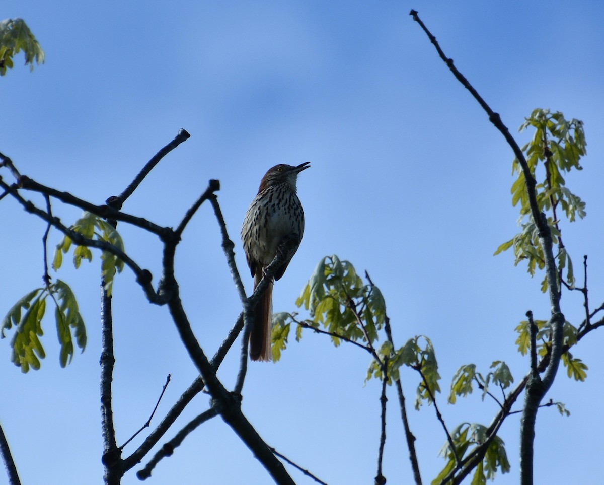 Brown Thrasher - Ed Bailey