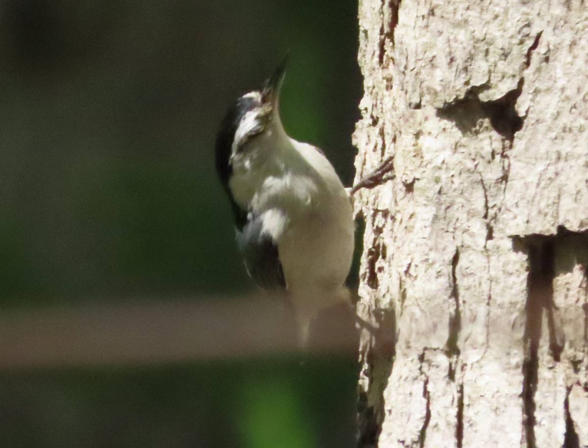 White-breasted Nuthatch - ML618984226