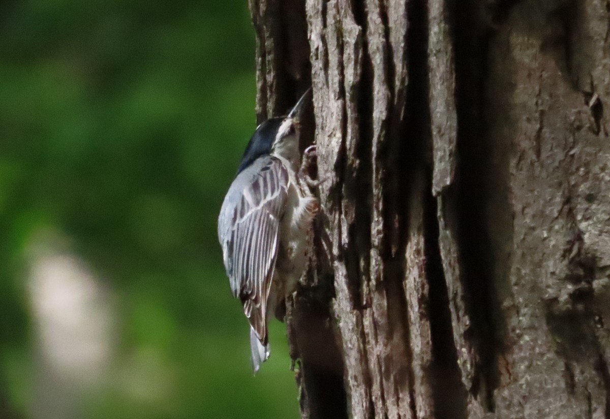 White-breasted Nuthatch - ML618984228
