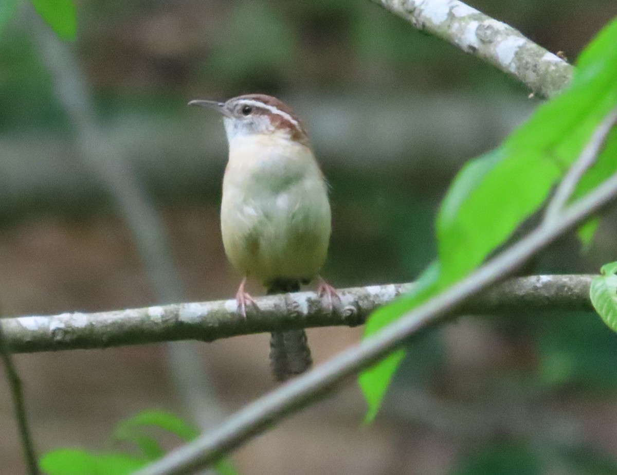 Carolina Wren - Anonymous