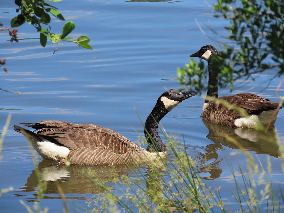 Canada Goose - ML618984238