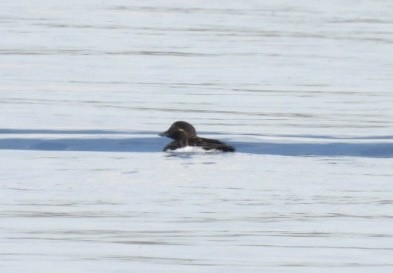 White-winged Scoter - ML618984242