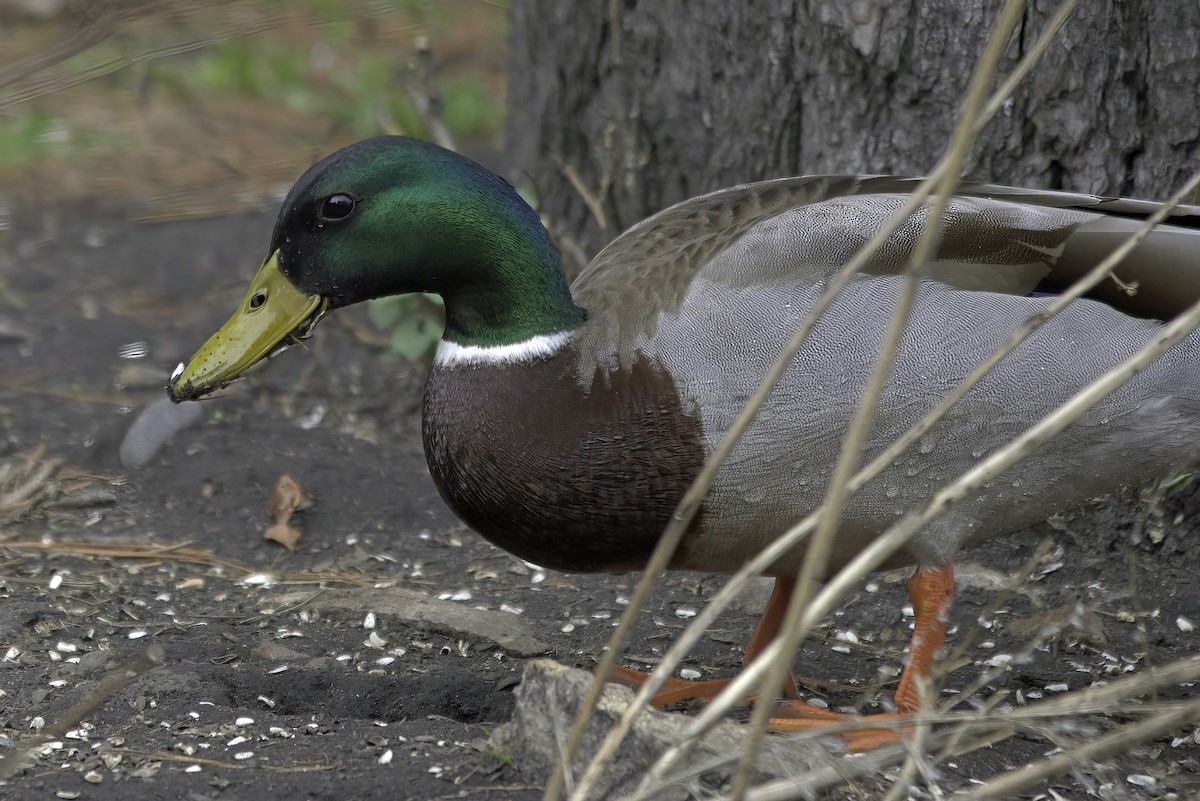 Mallard - ML618984246