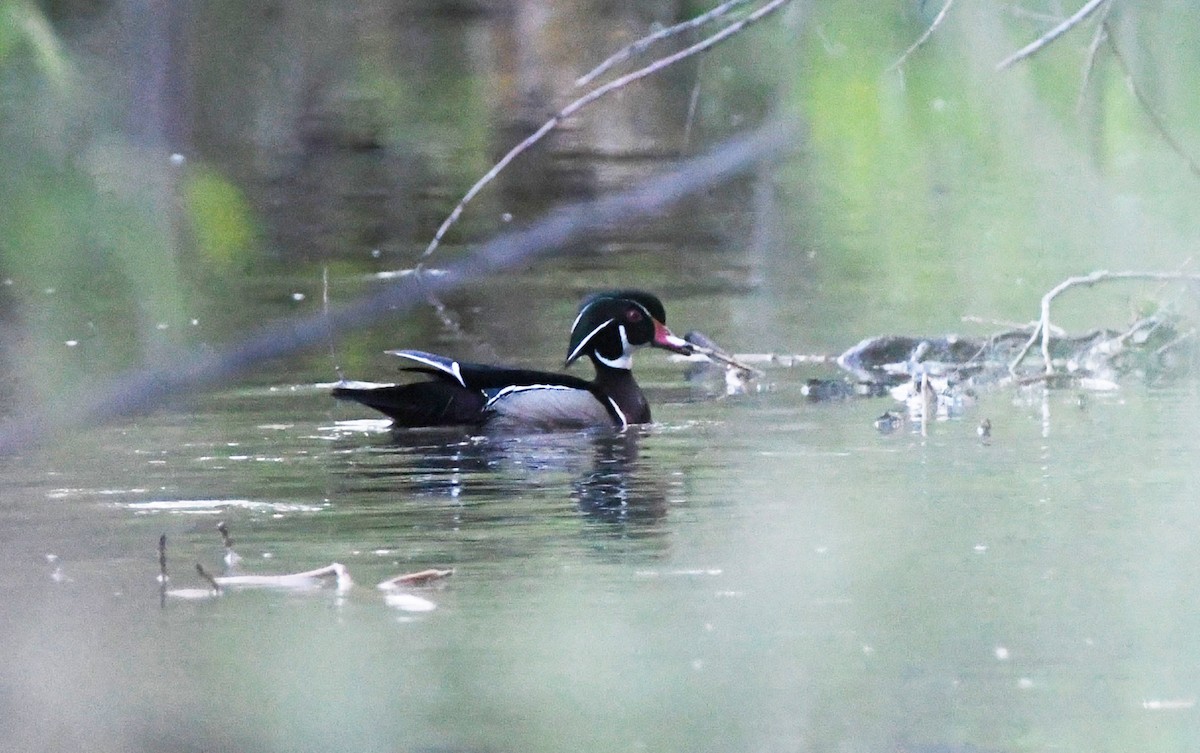 Wood Duck - ML618984290